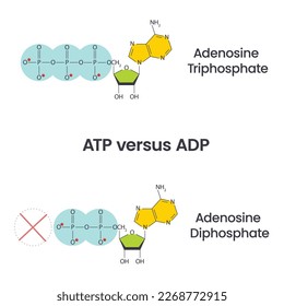 Adenosine triphosphate and adenosine diphosphate comparison and cycle science vector education infographic