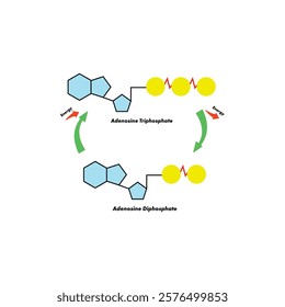 Adenosine triphosphate to adenosine diphosphate conversion  scientific illustration vector