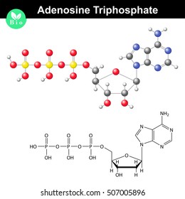 Adenosine triphosphate molecular structure, ATP is intracellular energy transfer, scientific 3d vector illustration, isolated on white background, eps 10