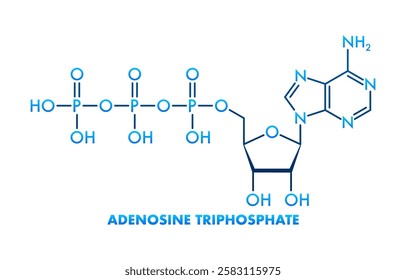 Adenosine Triphosphate Molecule Structure Showing Atoms and Bonds