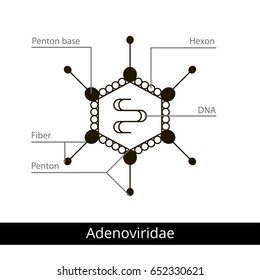 Adenoviridae. Classification Of Viruses. Vector Biology Icons, Medical Virus Icons.