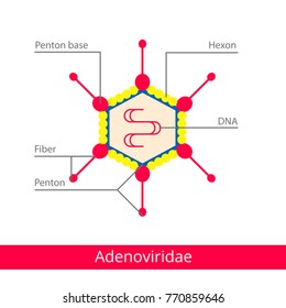 Adenoviridae. Classification Of Viruses. Vector Biology Icons, Medical Virus Icons.