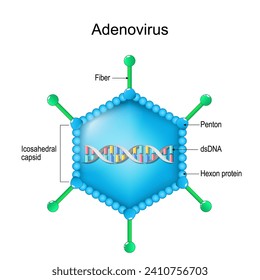 Adenovirus structure. Close-up of a Virion anatomy. magnified of virus particle. Vector diagram