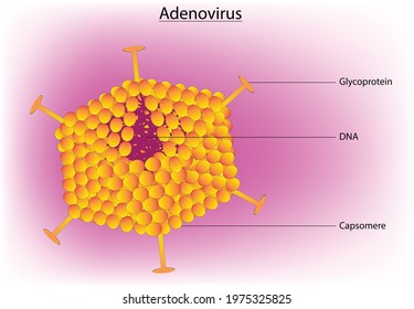 Adenoviruses Are Medium-sized, Nonenveloped Viruses With An Icosahedral Nucleocapsid Containing A Double Stranded DNA Genome. Their Name Derives From Their Initial Isolation From Human Adenoids