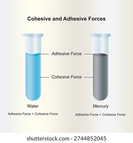 Adhesion - cohesion. Concave and convex meniscus. Vector illustration of water adhesion and adhesion.