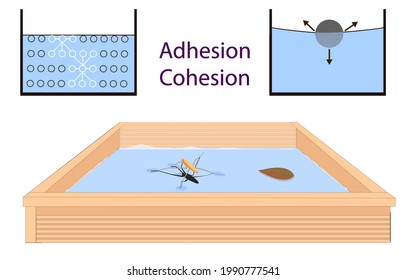 adhesion, cohesion for physics lesson