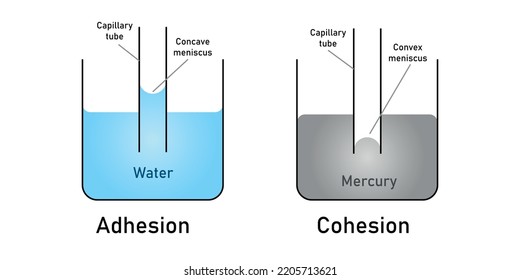 adhesion and cohesion of water.