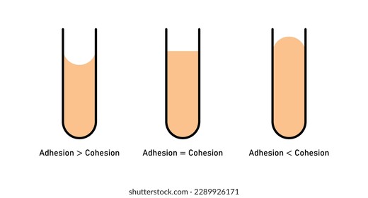 Adhesion and cohesion of water. Concave and convex meniscus. Vector illustration isolated on white background.