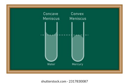 Adhesion and cohesion of water. Concave and convex meniscus. Physics resources for teachers and students