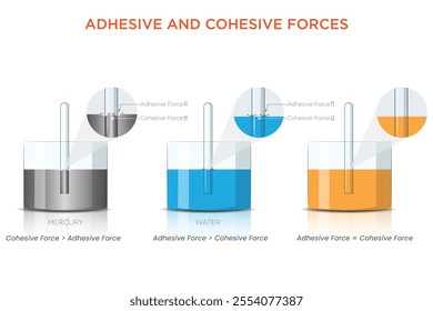 Adhesive and cohesive forces are demonstrated by mercury and water in glass tubes, showing water's adhesion to glass and mercury's cohesion within itself.