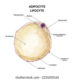 Célula Adipocito. Estructura de Adipocyte.Celda grasa blanca.Ilustración vectorial.