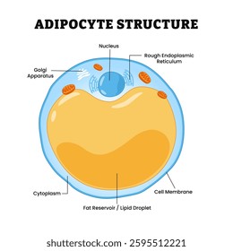 Adipocyte structure anatomy, diagram poster design medical illustration. Fat cell or lipocytes. Labeled nucleus, endoplasmic reticulum, golgi apparatus, cytoplasm, fat reservoir or lipid droplet.