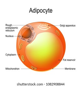 Adipocyte. Structure of a lipocyte. fat cell is responsible for accumulation energy,  obesity, weight gain and weight loss. Vector diagram. 