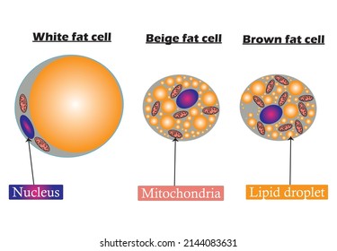 Adipocyte. Types of lipocytes: white, brown and beige fat cell. Structure and anatomy.Educational content for biology and science students.vector illustration.