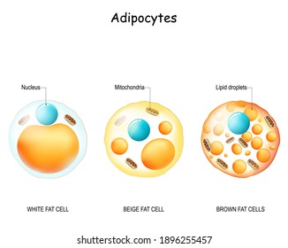 Adipocyte. Types of lipocytes: white fat cell, brown and beige fat cells. comparisons and differences. Structure, and anatomy. Vector illustration
