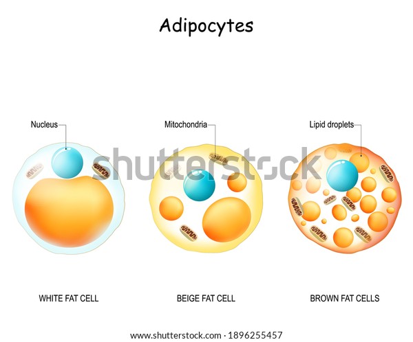 Adipocyte Types Lipocytes White Fat Cell Stock Vector (Royalty Free ...