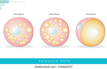 Adipocyte types: white, brown and Beige adipocyte, Function: role in storage. adipocytes are derived from mesenchymal stem cells  through adipogenesis, these cells secrete resistin and adiponectin, 