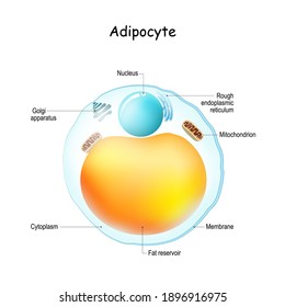 351 Adipocyte anatomy Images, Stock Photos & Vectors | Shutterstock