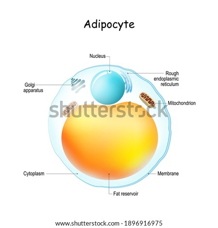 Adipocytes anatomy. Structure of fat cell. adipose tissue. Vector illustration