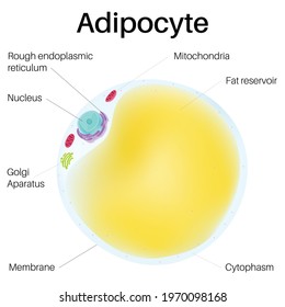 Adipocytes are fascinating cells. In body human.