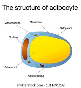 Adipocytes, lipocytes and fat cells. Illustration depicting structure white adipose cells