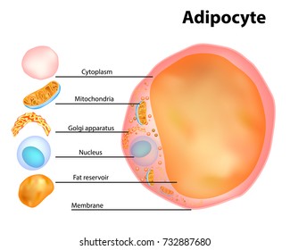 Adipocytes, lipocytes and fat cells. Illustration depicting structure white adipose cells