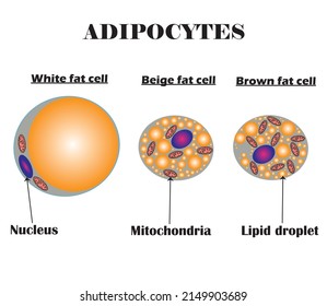 Adipocytes.Tipos de lipocitos: celda de grasa blanca, marrón y beige.Diferencias de estructura.Diagrama sobre fondo blanco.Anatomía.Ilustración vectorial.