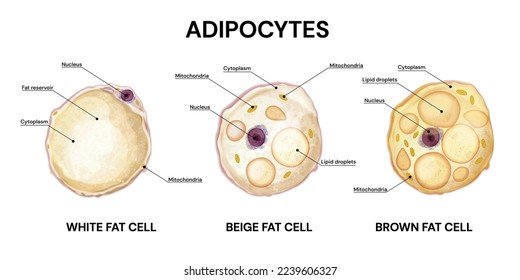 Adipocitos. Tipos de lipocitos. Células grasas. Celda grasa blanca. Célula grasa marrón. Celda beige. Estructura. Ilustración vectorial.