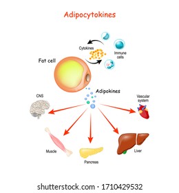 Adipocytokines, Immune Cells And Metabolism. Vector Illustration For Medical, Education And Science Use.