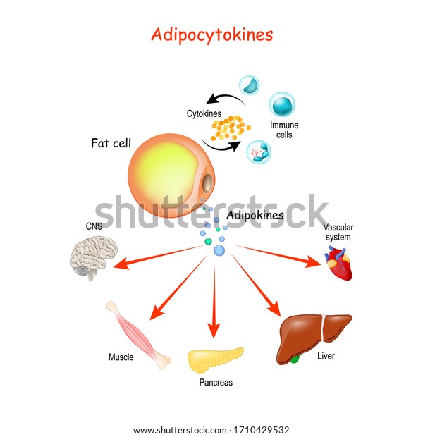 アディポサイトカイン 免疫細胞 代謝 医療 教育 科学の用途に使用するベクターイラスト のベクター画像素材 ロイヤリティフリー