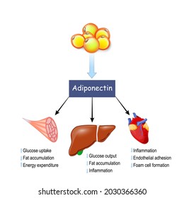 adiponectin. adipose tissue produced protein hormone adipokine. Effects of adiponectin on muscle, liver and heart. Vector illustration
