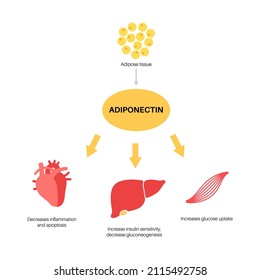 Adiponectin hormone infographic illustration. Fat tissue in human body. Biochemistry connection between adipocyte cells and internal organs. Flat vector isolated medical poster for clinic or education