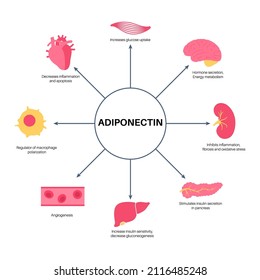 Adiponectin hormone infographic illustration. Fat tissue in human body. Biochemistry connection between adipocyte cells and internal organs. Flat vector isolated medical poster for clinic or education