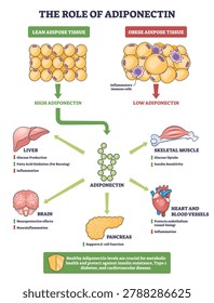 Adiponectin role diagram shows how levels from lean vs obese adipose tissue affect liver and skeletal muscle, highlighting impacts on insulin sensitivity and inflammation. Outline diagram