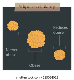 Adipose cellularity.
