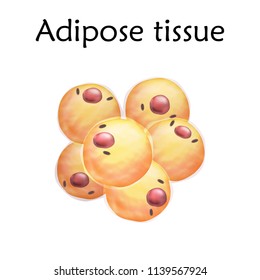 Adipose tissue. Anatomy vector realistic illustration. White background.