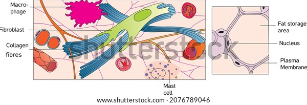adipose tissue Areolar tissue Adipose tissue\
Loose connective tissue human cell\
tıssue