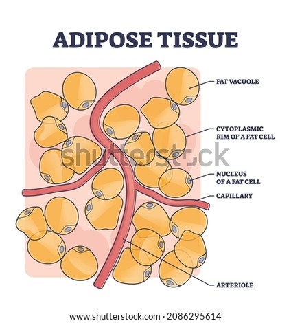 Adipose tissue or body fat anatomical inner cell structure outline diagram. Labeled educational medical explanation with vacuole, cytoplasmic rim, nucleus, capillary and arteriole vector illustration. Stock photo © 