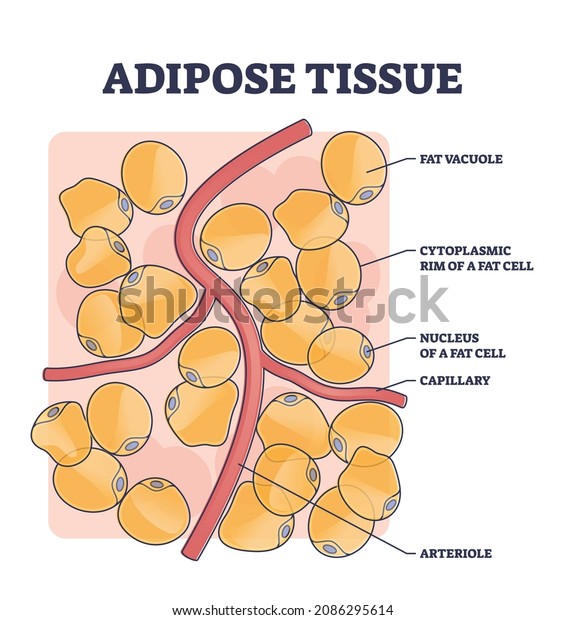 Adipose tissue or body fat anatomical inner\
cell structure outline diagram. Labeled educational medical\
explanation with vacuole, cytoplasmic rim, nucleus, capillary and\
arteriole vector\
illustration.