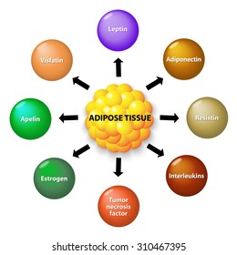 Adipose tissue is an endocrine organ that secretes numerous protein hormones, including leptin, adiponectin, resistin, interleukin, apelin, tumor necrosis factor and estrogen.