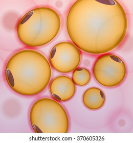 Adipose tissue, Fat Cells, Adipocytes - Vector Illustration