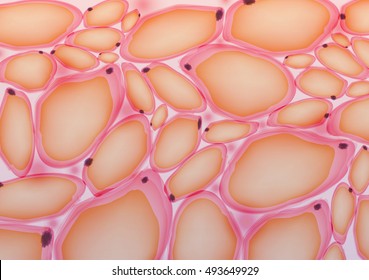 Adipose tissue, Fat Cells, Adipocytes - Vector Illustration