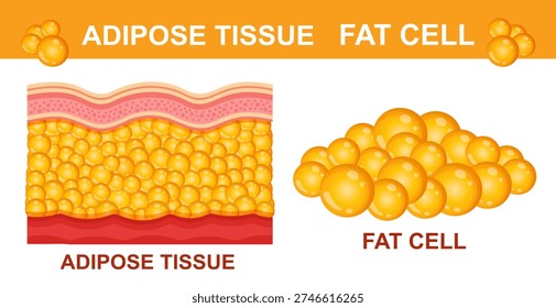 Adipose tissue fat cells, skin layer anatomy structure. Human body lipid fatty epidermis. Weight loss, adiposity overweight. Cellulite, wrinkle medical treatment. Diet food. Healthy metabolism. Vector