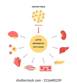 Adipose tissue hormones infographic. Adiponectin, leptin and fatty acids in human body. Biochemistry connection between adipocyte cells and internal organs. Flat vector isolated medical illustration