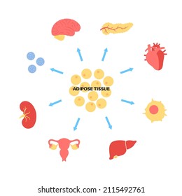 Ilustración de la infografía tisular. Grasa en el cuerpo humano. Conexión bioquímica entre células adipocitas y órganos internos. Cartel médico aislado de vector plano para clínica o educación