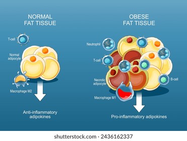 Adipose tissue and Obesity and inflammation. Close-up of a Fat cells. Pathology of obesity. anti- and pro-inflammatory adipokines. Lipid metabolism. Health risks of Fat storage. Body composition svg