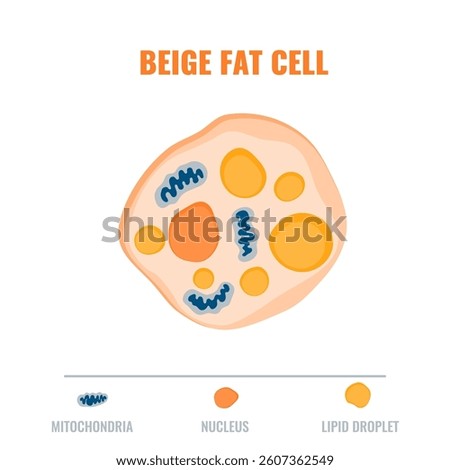 Adipose tissue showing beige fat cell with mitochondria and nucleus detail. Fat structure diagram for obesity, diabetes and metabolism research. Medical vector illustration.