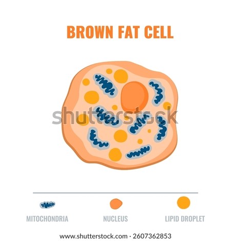 Adipose tissue showing brown fat cell with mitochondria and nucleus detail. Fat structure diagram for obesity, diabetes and metabolism research. Medical vector illustration.