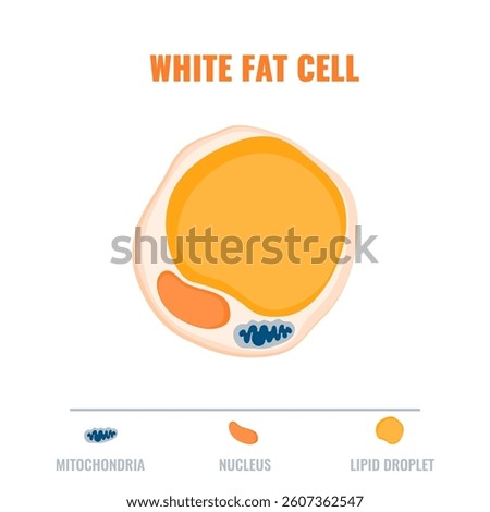 Adipose tissue showing white fat cell with mitochondria and nucleus detail. Fat structure diagram for obesity, diabetes and metabolism research. Medical vector illustration.
