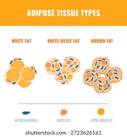 Tipos de tejido adiposo que muestran células grasas blancas, marrones y beige con detalles de mitocondrias y núcleos. Diagrama de estructura de grasa para la investigación de la obesidad, la diabetes y el metabolismo. Ilustración vectorial médica.
